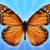 MergeButerfly: 2048!